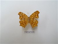 藏品(黃鉤蛺蝶)的圖片